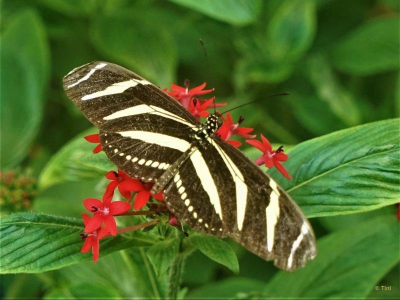 bdFoto 5.JPG - Artis en de hortus botanicus
